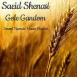 Saeid Shenasi – Gole Gandom - 