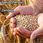 Saeid Shenasi – Zendegi - 